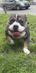 Lost Male Dog last seen 23rd and Hardesty ave , Kansas City, MO 64127