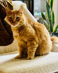 Lost Male Cat last seen Jolie POinte and Munger in WEst Linn , Portland, OR 97209