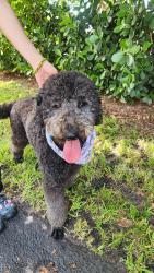 Found/Stray Unknown Dog last seen Near av 11 st , Miami, FL 33125