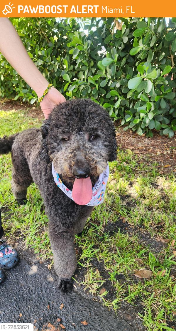 Found/Stray Unknown Dog last seen Near av 11 st , Miami, FL 33125