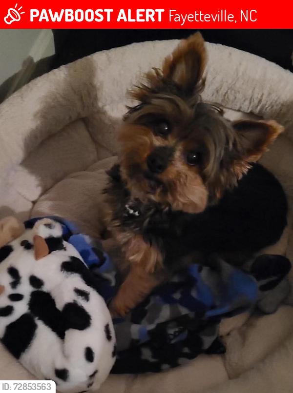 Lost Male Dog last seen Owen drive , Fayetteville, NC 28306