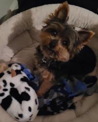 Lost Male Dog last seen Owen drive , Fayetteville, NC 28306