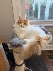 Lost Male Cat last seen Holly springs elementary school, Holly Springs, NC 27540