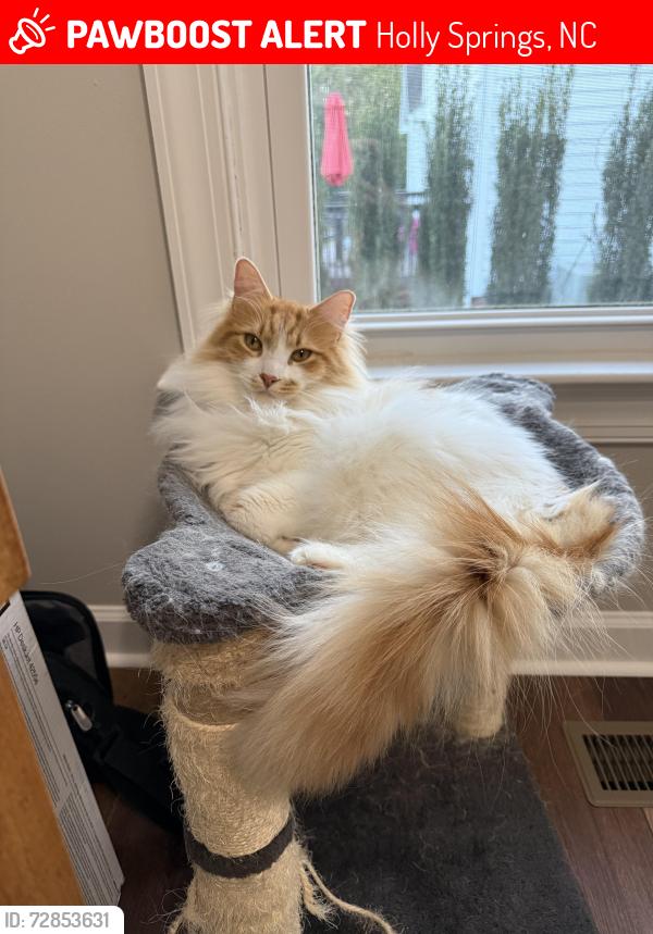 Lost Male Cat last seen Holly springs elementary school, Holly Springs, NC 27540