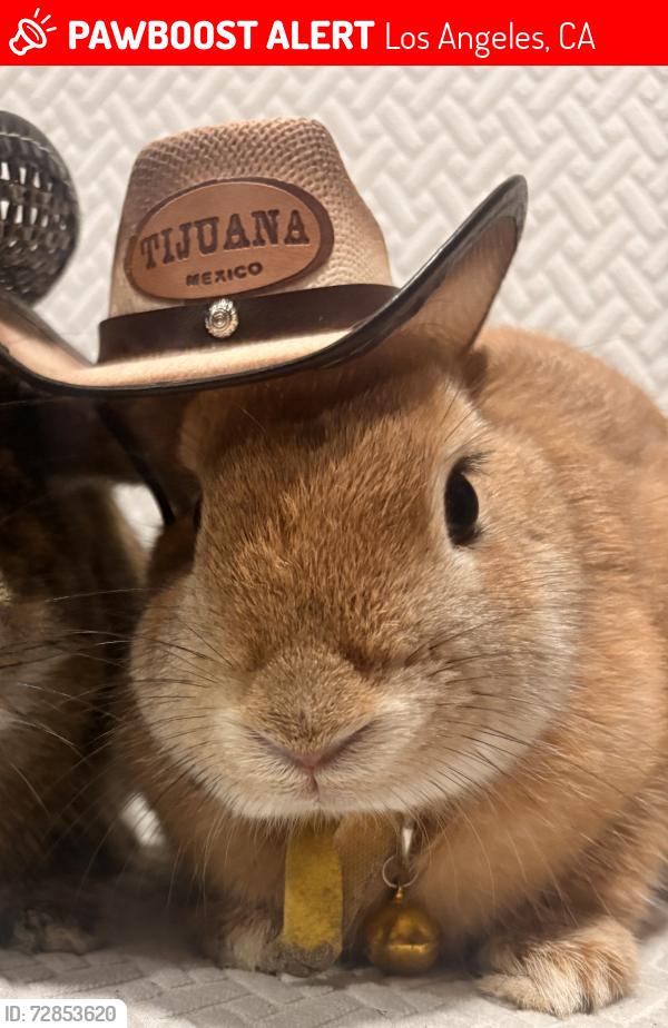 Lost Female Rabbit last seen Grand and Santa Cruz , Los Angeles, CA 90731