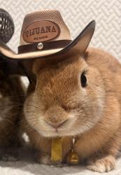 Lost Female Rabbit last seen Grand and Santa Cruz , Los Angeles, CA 90731