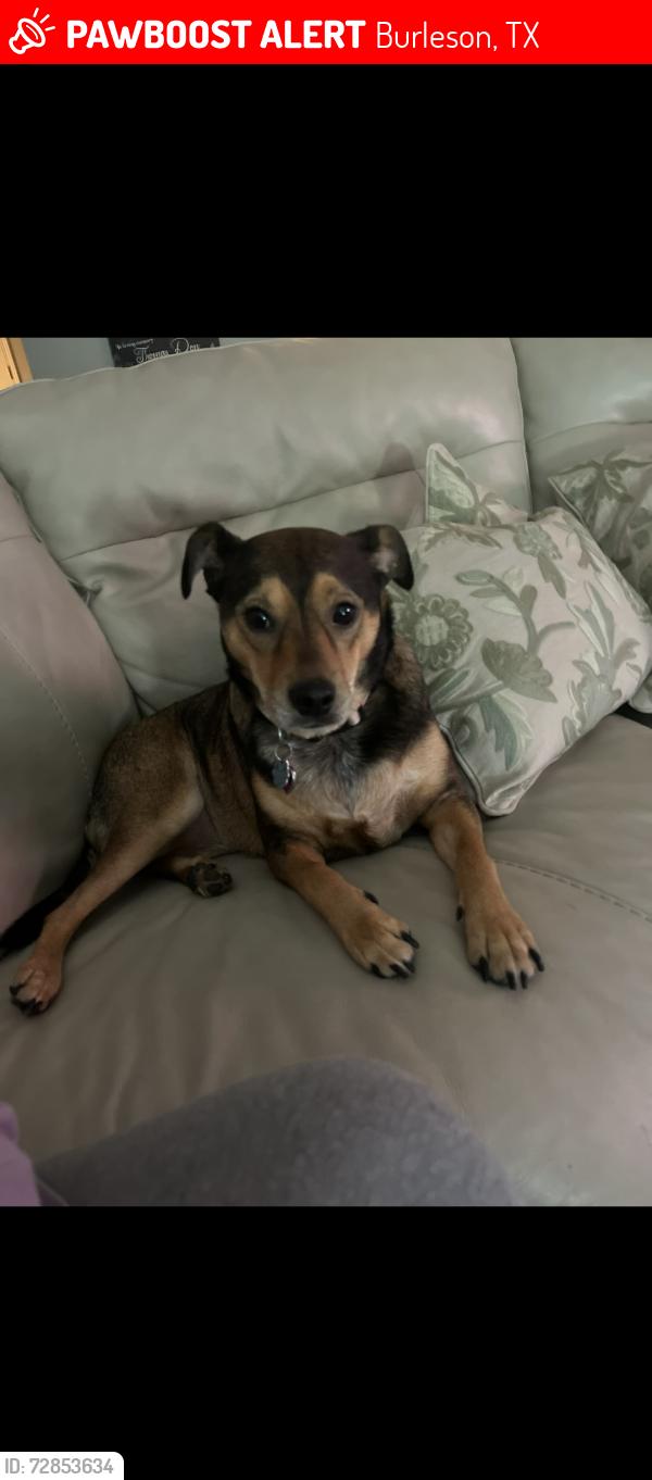 Lost Female Dog last seen Green Mountain Rd, Burleson TX , Burleson, TX 76028