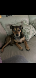 Lost Female Dog last seen Green Mountain Rd, Burleson TX , Burleson, TX 76028