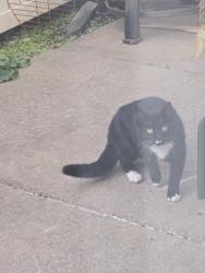 Found/Stray Unknown Cat last seen Near Plymouth Ave S, Burnsville, MN 55337