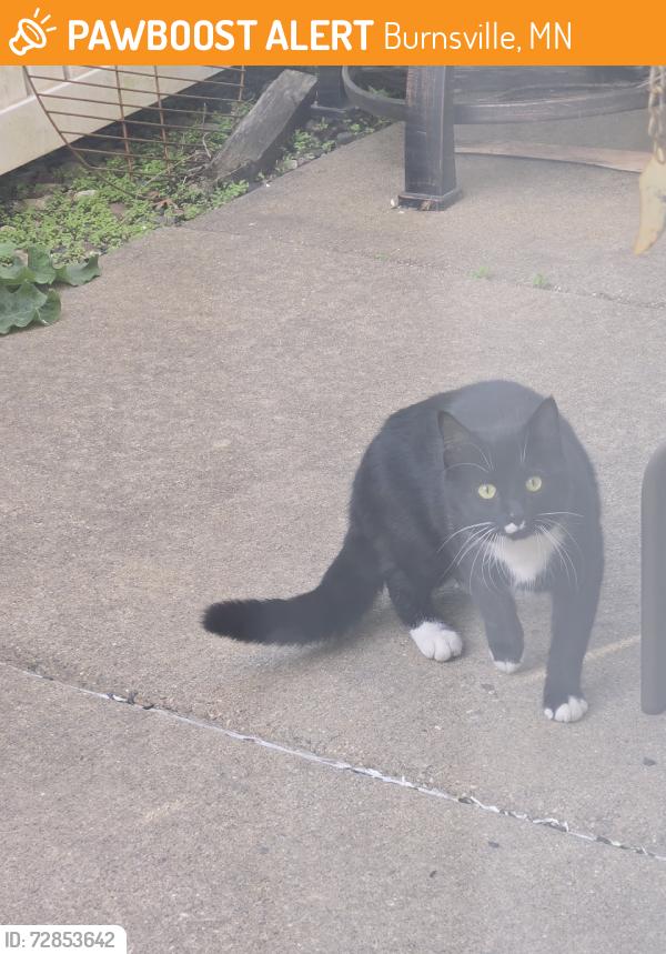 Found/Stray Unknown Cat last seen Near Plymouth Ave S, Burnsville, MN 55337