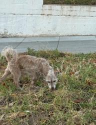 Found/Stray Unknown Dog last seen Missouri and S Clementine , Oceanside, CA 92054