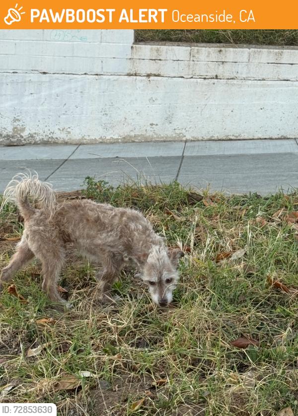 Found/Stray Unknown Dog last seen Missouri and S Clementine , Oceanside, CA 92054