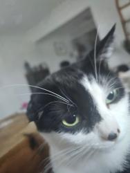 Lost Female Cat last seen Highbury North and Fanshawe Park Rd East , London, ON N5X 3Z4