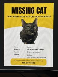 Lost Female Cat last seen On Dakota Ridge, El Paso, TX 79912