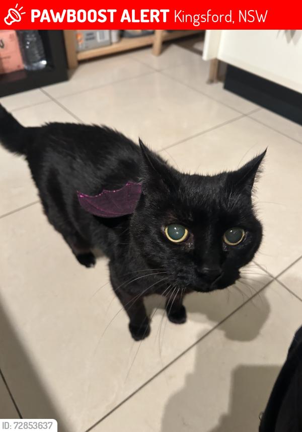 Lost Female Cat last seen Middle st Kingsford , Kingsford, NSW 2032