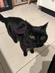 Lost Female Cat last seen Middle st Kingsford , Kingsford, NSW 2032