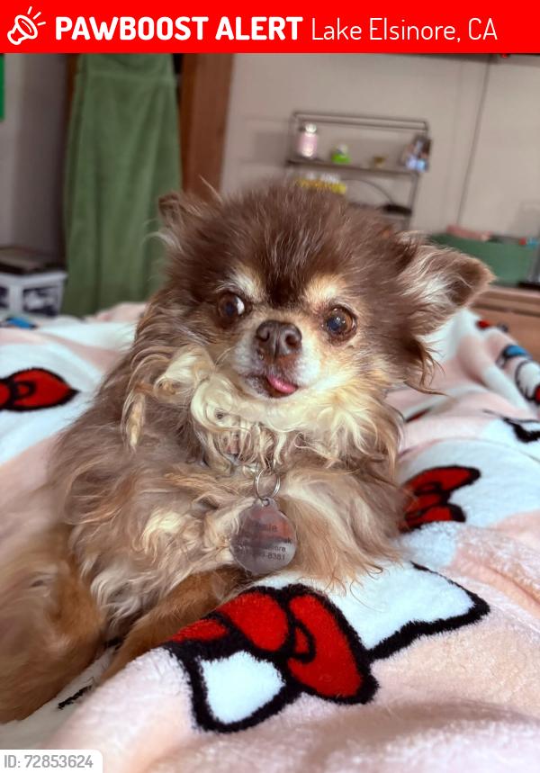 Lost Female Dog last seen Canyon hills , Lake Elsinore, CA 92532
