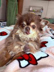 Lost Female Dog last seen Canyon hills , Lake Elsinore, CA 92532