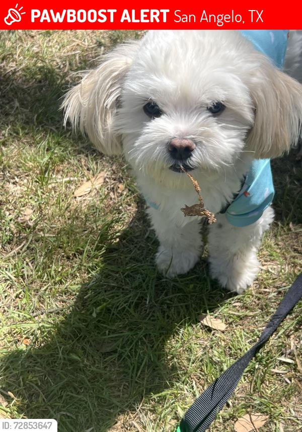 Lost Male Dog last seen The landing apmts, San Angelo, TX 76901