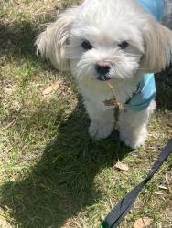 Lost Male Dog last seen The landing apmts, San Angelo, TX 76901