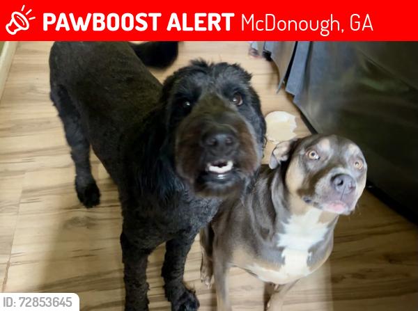Lost Female Dog last seen Airline Rd & McGarity Rd, McDonough, GA 30252