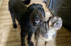 Lost Female Dog last seen Airline Rd & McGarity Rd, McDonough, GA 30252