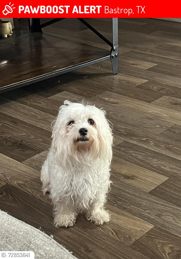 Lost Female Dog last seen Near Estrella ln Bastrop Tx 78602, Bastrop, TX 78602