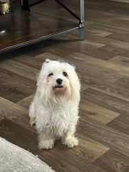 Lost Female Dog last seen Near Estrella ln Bastrop Tx 78602, Bastrop, TX 78602