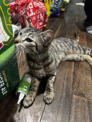 Found/Stray Female Cat last seen Near Woodycrest Ave, The Bronx, NY 10452