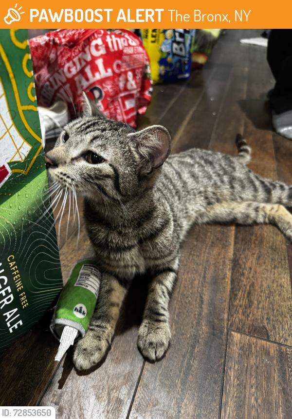 Found/Stray Female Cat last seen Near Woodycrest Ave, The Bronx, NY 10452