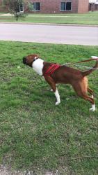 Lost Male Dog last seen E 76TH ST N, Collinsville, OK 74021