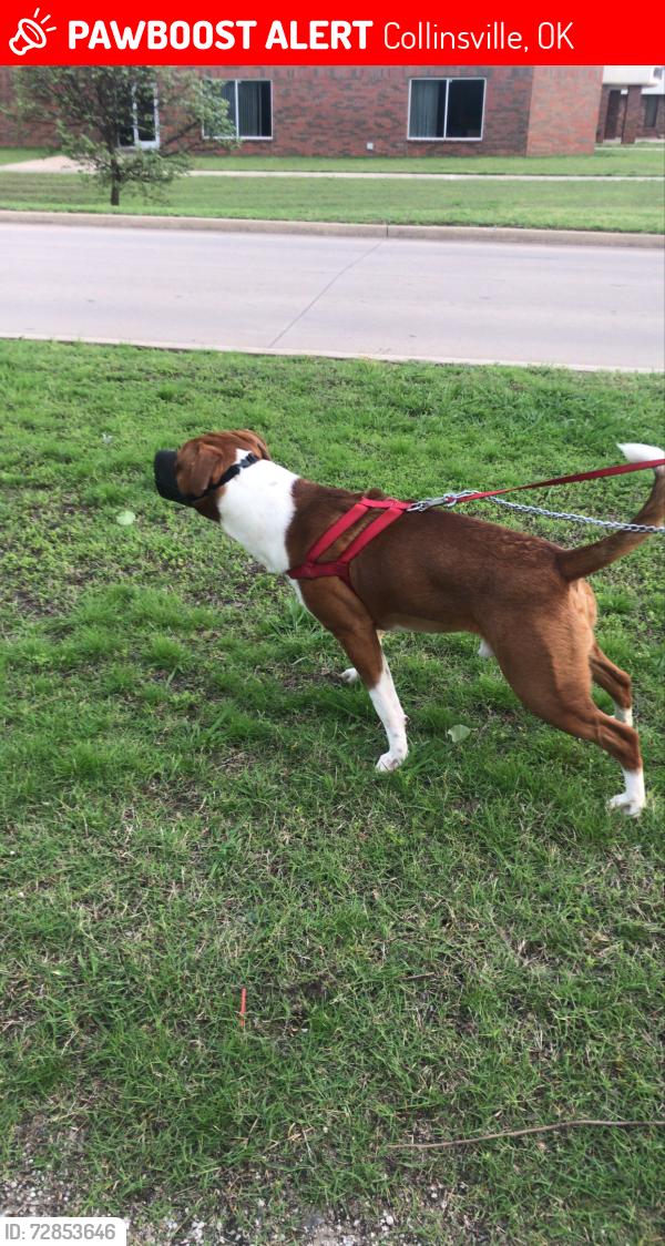 Lost Male Dog last seen E 76TH ST N, Collinsville, OK 74021