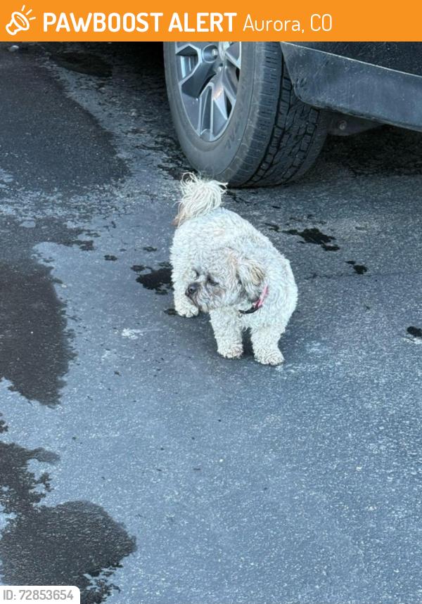 Found/Stray Female Dog last seen Arapahoe Rd/Tempe Ct/Sonoma Resort Apts Greenbriar side , Aurora, CO 80016