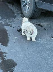 Found/Stray Female Dog last seen Arapahoe Rd/Tempe Ct/Sonoma Resort Apts Greenbriar side , Aurora, CO 80016