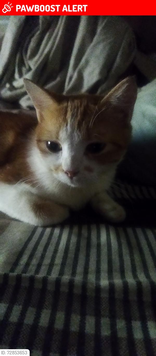 Lost Female Cat last seen Malvar St. Lynville subdivision Alaminos  City Laguna, San Pablo City, Calabarzon 4000