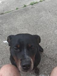 Found/Stray Female Dog last seen Spring steubner , Spring, TX 77388