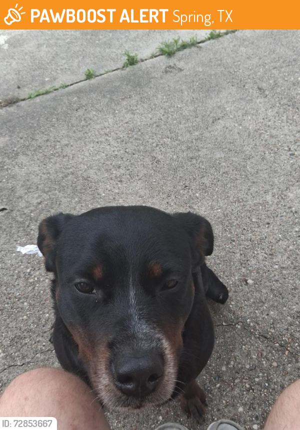 Found/Stray Female Dog last seen Spring steubner , Spring, TX 77388