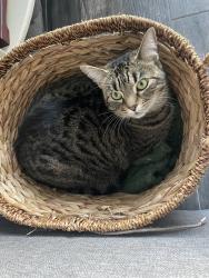 Lost Female Cat last seen Providence s, Brandon, FL 33511