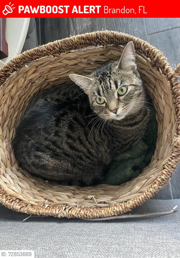 Lost Female Cat last seen Providence s, Brandon, FL 33511