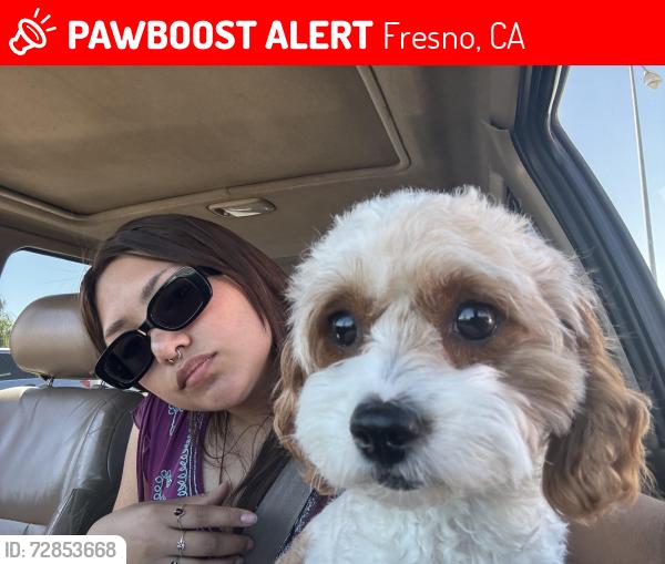 Lost Female Dog last seen Palm & Bullard, Fresno, CA 93704