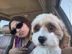 Lost Female Dog last seen Palm & Bullard, Fresno, CA 93704