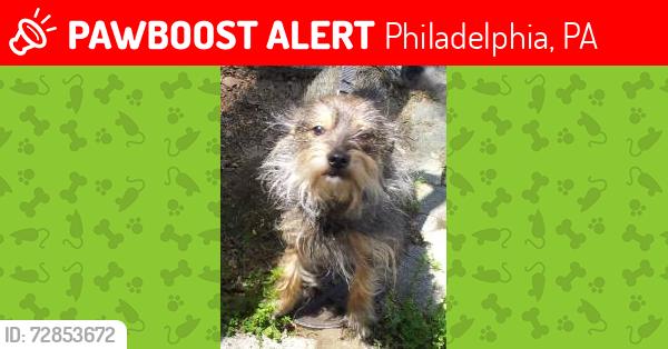 Lost Female Dog last seen 65th Avenue, Philadelphia, PA 19126