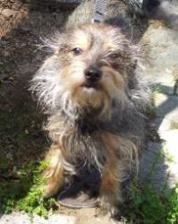Lost Female Dog last seen 65th Avenue, Philadelphia, PA 19126
