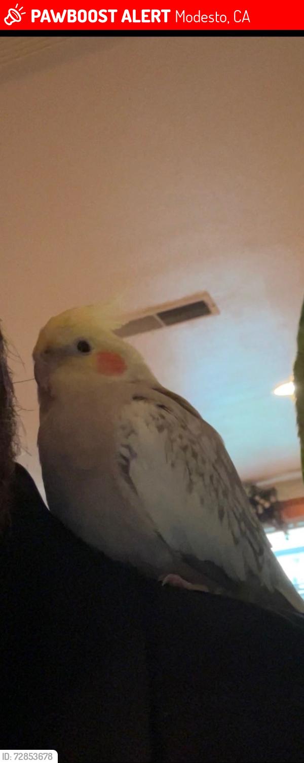 Lost Male Bird last seen Near Eisenhut Park on the crossroads of Sheldon and Wilmer , Modesto, CA 95350