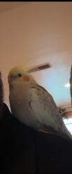 Lost Male Bird last seen Near Eisenhut Park on the crossroads of Sheldon and Wilmer , Modesto, CA 95350