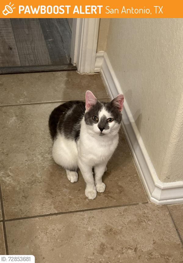 Found/Stray Male Cat last seen At Valero gas station , San Antonio, TX 78244