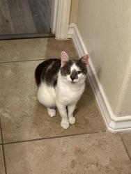 Found/Stray Male Cat last seen At Valero gas station , San Antonio, TX 78244