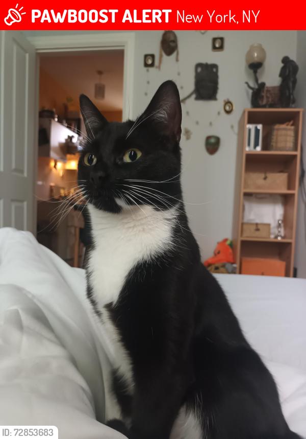 Lost Female Cat last seen London, New York, NY 10002