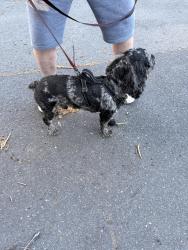 Found/Stray Male Dog last seen Riverside Ave , Trenton, NJ 08618