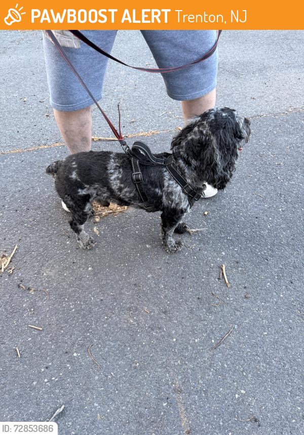 Found/Stray Male Dog last seen Riverside Ave , Trenton, NJ 08618